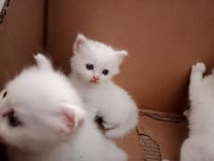 Persian kittens  cat for sale