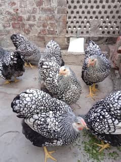 Silver laced wyandotte large Size chicks Available on booking