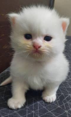 persian doll face kitten