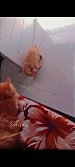 Ginger persian kitten pair for sale