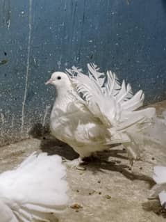 Laky pigeon