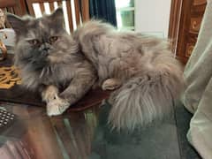 persian gray cat