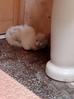 Persian