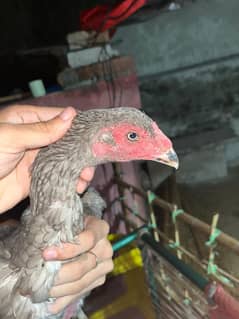 aseel hen with 2 chicks