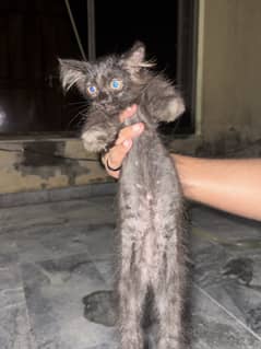 Persian kitten 15000