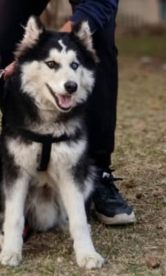 Siberian Husky Odd Eyes Wooly Coat Male Puppy Available