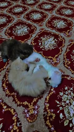 baby kittens 4weeks