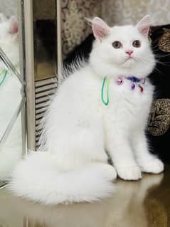 Persain Kittens | Persain Cat | Punch Face kittrns For Sale