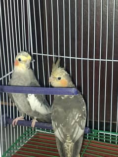 Cockatiel Breeding Pair High Quality and Good Health