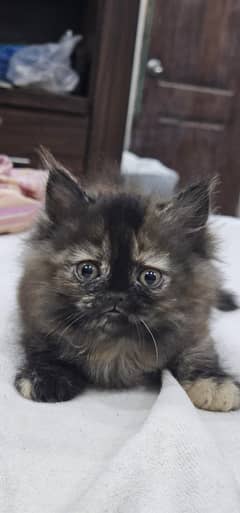 1 month kitten perisan rare breed