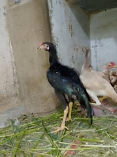 murga