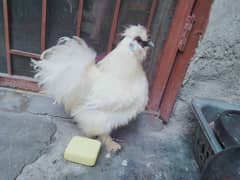 White silkie adult breeder male age 1y+
