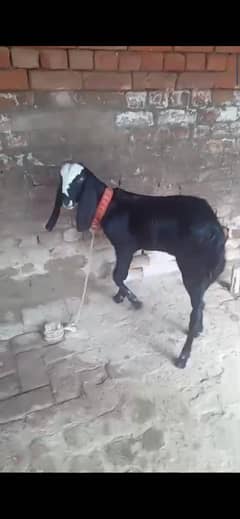 2 bakriyan munasib price men dono