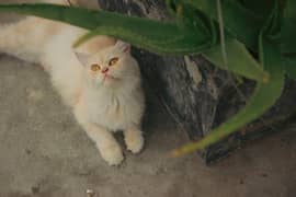 Female Persian Cat For Sale