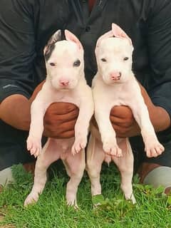 what is pair 2 month for sale full security dog