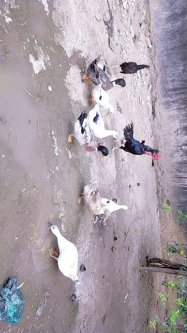Ducks 0