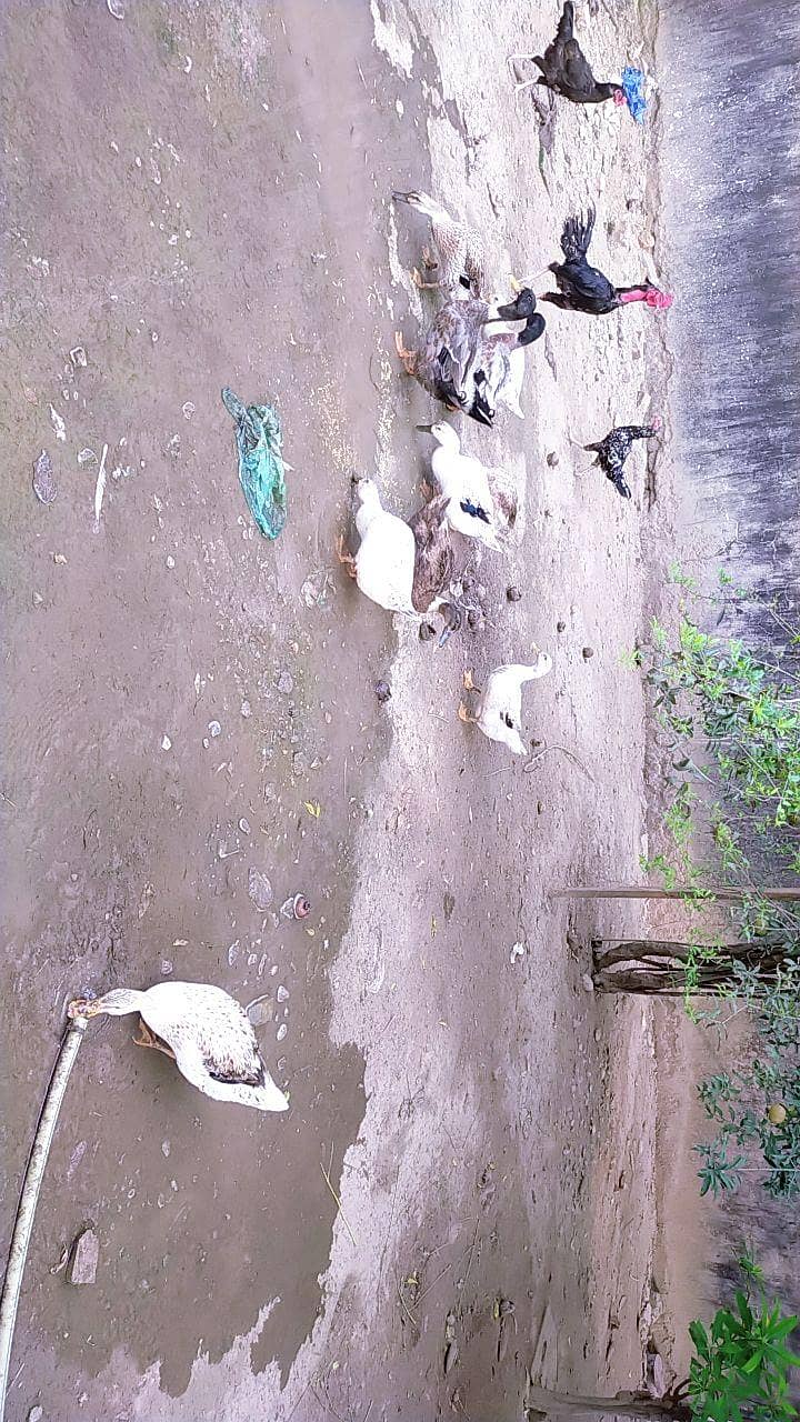 Ducks 1