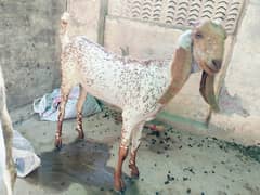 2 makhi cheni pathyn for sale hy۔ . . ak teadi 2.5 mahh ki gabbhan bakri