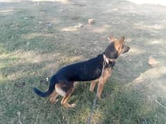 arjat