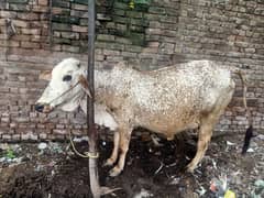 Pregnant Cholastani cow for sale