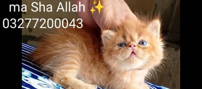 CFA bloodline pure pershion ex/peki face blue eyes female kittens