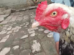 Jawwa