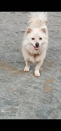 zero size triple coat male