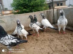 For sale baby pigen