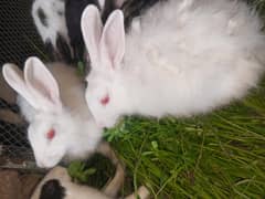 person rabbits for sell