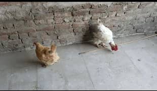Silkie/ Heavy Buff/ Milliflower