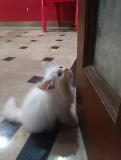 Cute 42 Days Old Female Kitten for Sale – Healthy & Active