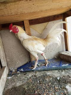 heera aseel for sale