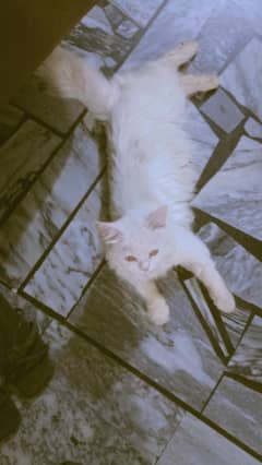 Persian Cat for Sale – Double Coated Female (urgent sale)