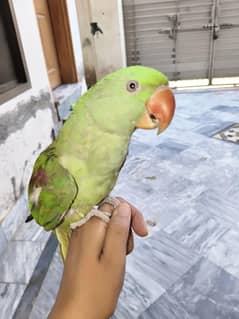 Raw parrot Green parrot