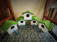 Bird House whatsapp only ( 03059157182 )