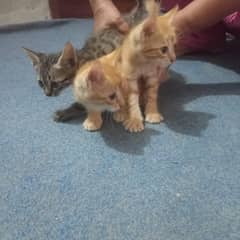 cat for sale