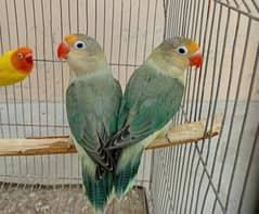 parblue and lotino personata Red eye