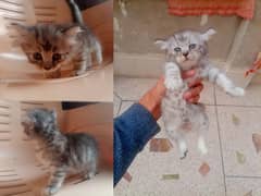 Persian British Punch Face Kitten, Super Cute and Healthy