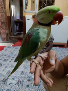 parrot