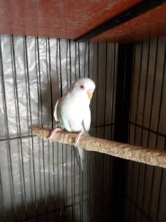Red eye budgies breeder pair for sale.