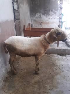 Qurbani Goat | Bakra |mundra Sheep | bakra / بکرا / desi goat / بھیڑ