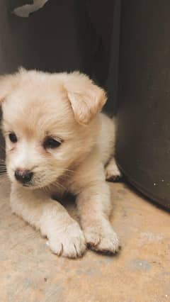 Russian dog  connect num 03042988704
