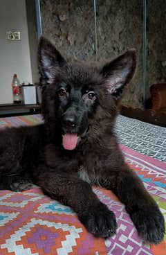 Long Coat Black German shepherd Female