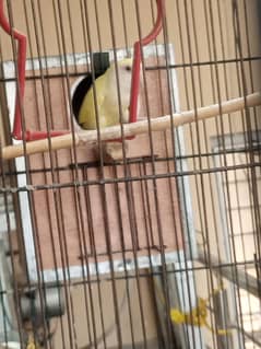lovebird