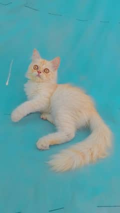 female kitten for sale