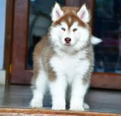 Siberian