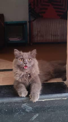 3 Layer persian Male cat age 6 month