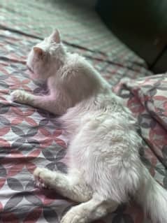 persian cat
