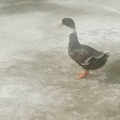 duck and baby chick sale