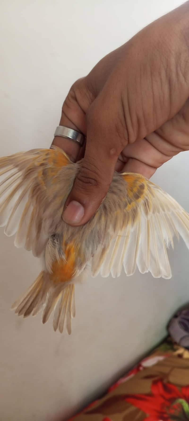 Photo inspiration: Singing Canary Other Birds Photo Inspiration